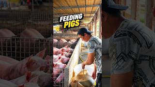 Farmer Provides Water to the Pigs on the Farm Farmer Provides Water to the Pigs on the Farm