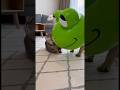 Frenchie Wants to Play… Cat Runs From the Mask 😭😂
