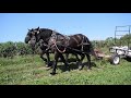 Percheron Draft Horses! - 9/14/2020