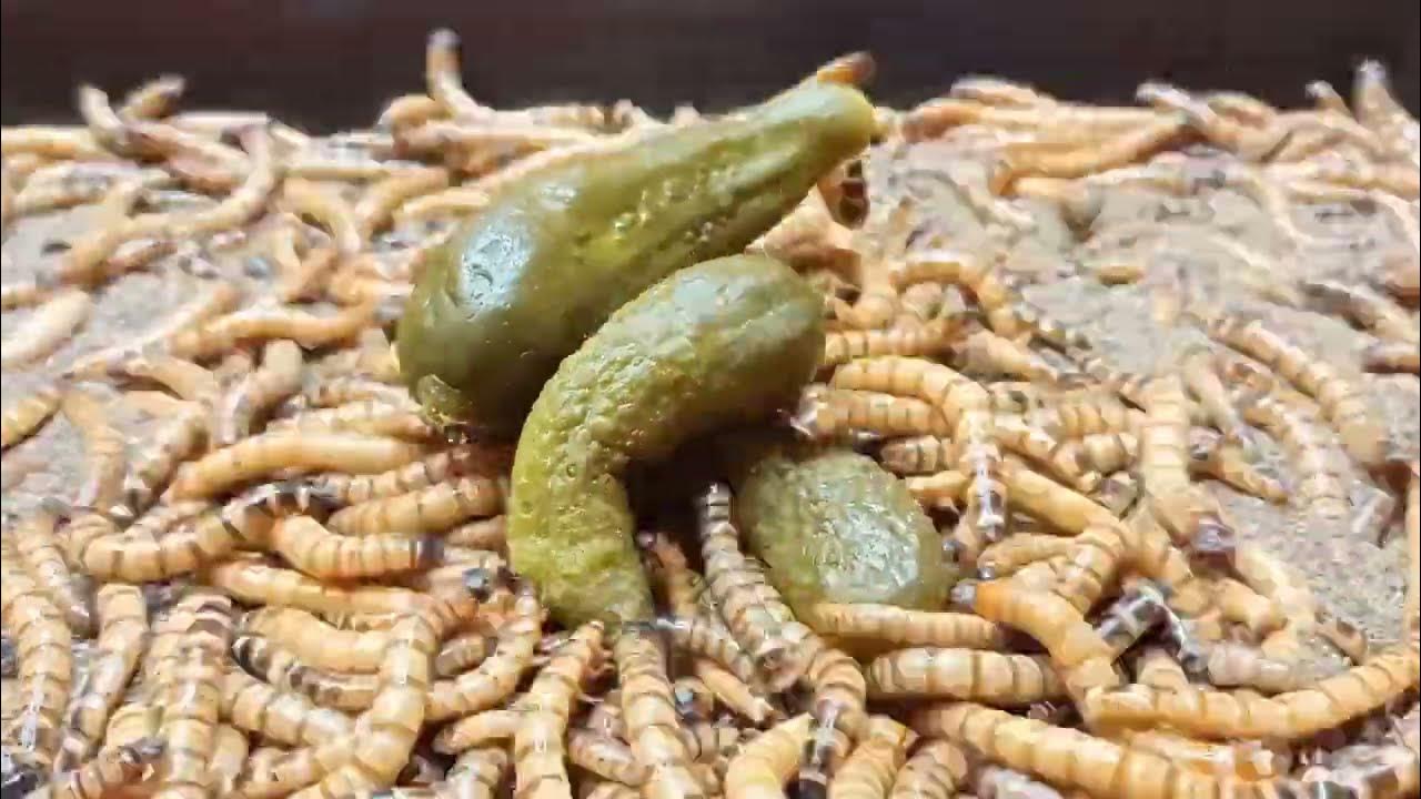1000 worms vs pickled cucumbers. mealworm timelapse. 1000 कीड़े
