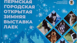 Пермская городская открытая зимняя выставка лаек!