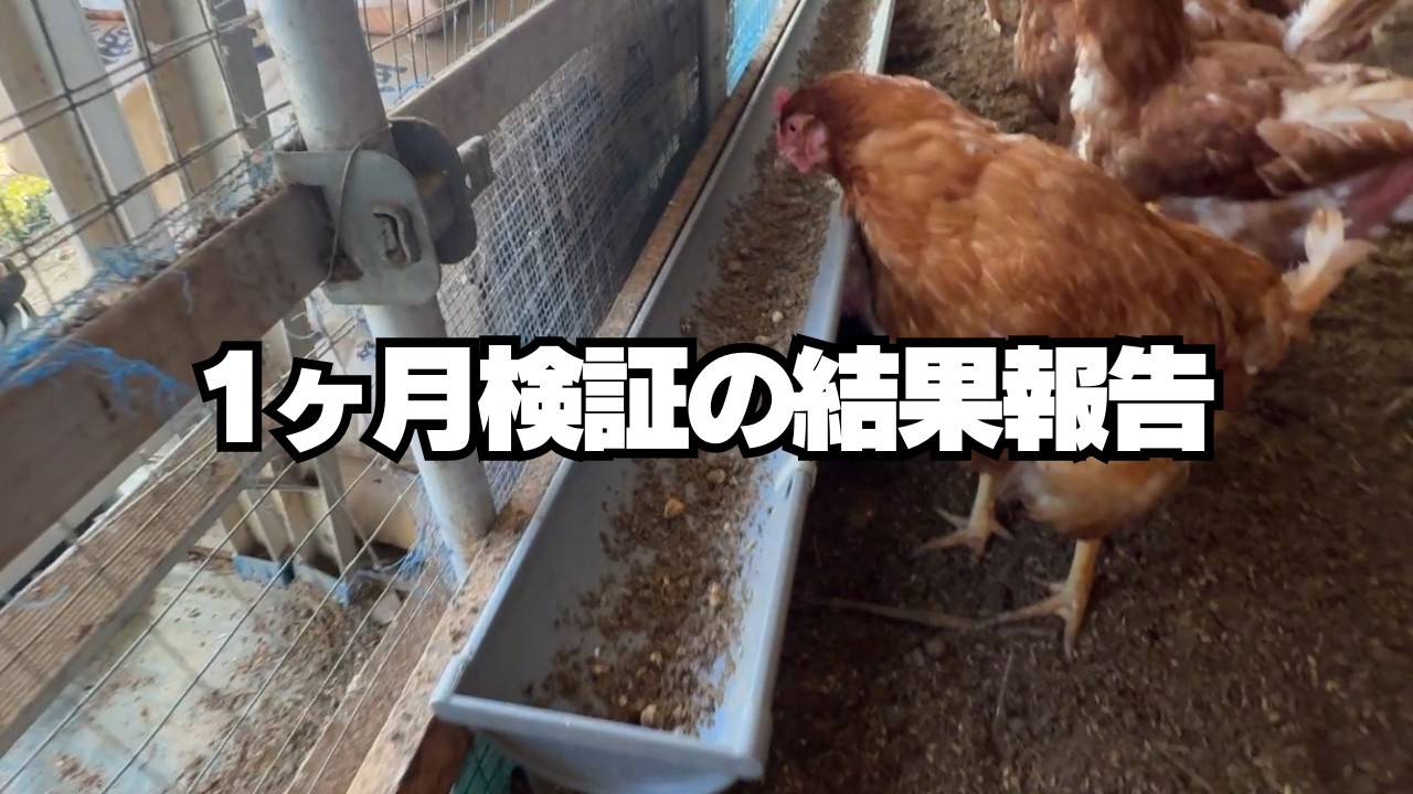 【1ヶ月検証】餌の配合を変えた結果が凄すぎた。量は減ったのに産卵率は維持！？