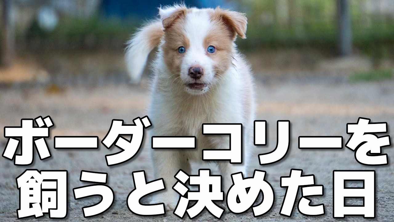 原点】ボーダーコリーを飼うと決めた日｜ラスカルとの出会いについて