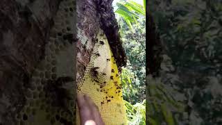 pure wild bee honey #farismadu beehoney