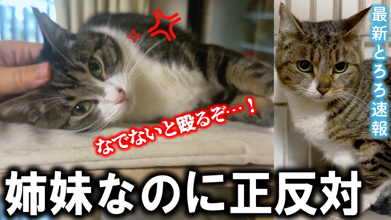 ついに甘えるようになった激おこ猫、その姉妹「とろろ」の現在は…！？