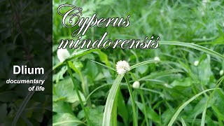 Whitehead spikesedge (Cyperus mindorensis) - part 1