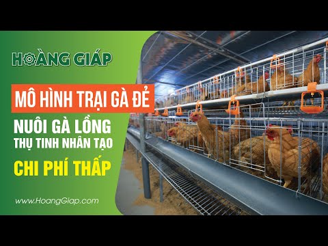 Video Mô hình TRANG TRẠI NUÔI GÀ ĐẺ TRỨNG CÔNG NGHIỆP mới... - youtube