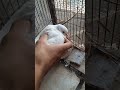 DOVE BABIES AGA😘😍#SHORTS #BIRDS #PETS #SHORTSFEED #DOVES #BABIEs #viral #meremaa