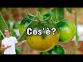Cos' è il pomodoro tipologia Camone Che Pomodori sono caratteristiche aspetto Perché per insalata
