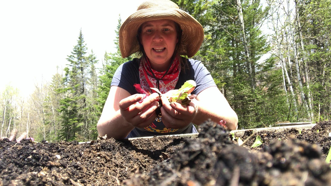Kelly's Garden Tips Planting seedlings YouTube