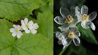 Beautiful “Skeleton Flower” Turns Transparent When It Rains-  Diphylleia grayi
