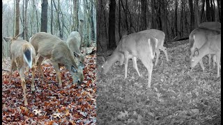 : A Day Of White tailed Deer At The Leaf Pile