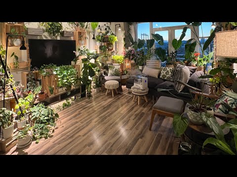 Video: Svetainės kambariniai augalai – patarimai, kaip auginti augalus gyvenamajame kambaryje
