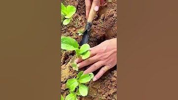 Person Digging a Hole in the Soil with a Hand Shovel