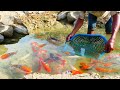 Oh! A lot of So Beautiful fish Clare Water, Find and Catch Red fish, Oranda Red Cap, Japan KOI Fish