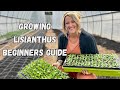 Growing Lisianthus | A Beginners Guide | Whispering Willow Farm