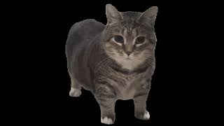 Perde Hareketli Remix (prod by. Fruex)