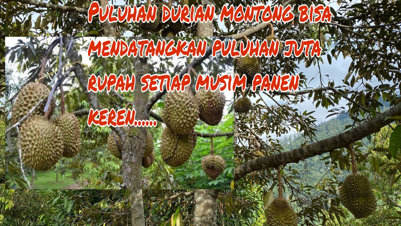 Puluhan pohon durian montong bisa mendatangkan puluhan 