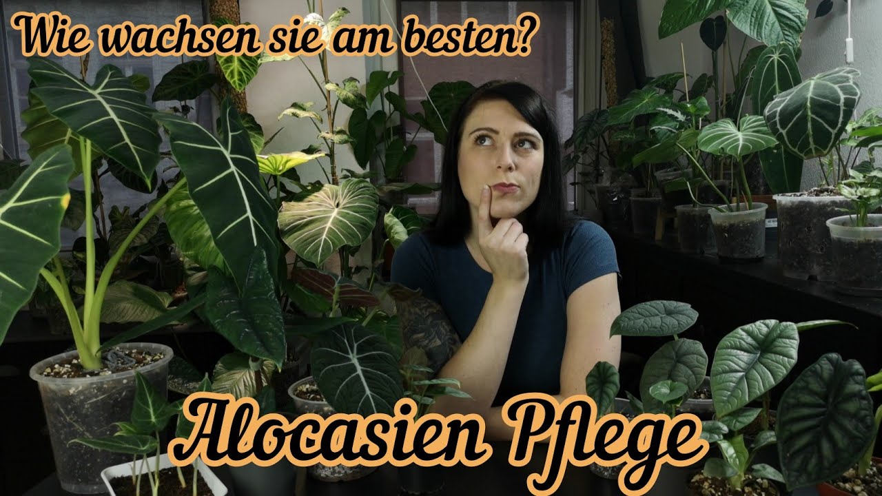 Alocasia Pflege | Licht, Temperatur, Gießen, Substrat, Vermehrung