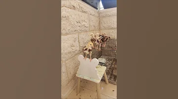 لما تشتري صيصان وخلال يومين يكبروا ويصيروا دجاج Cute صيصان دجاج كتاكيت حيوانات أطفال 