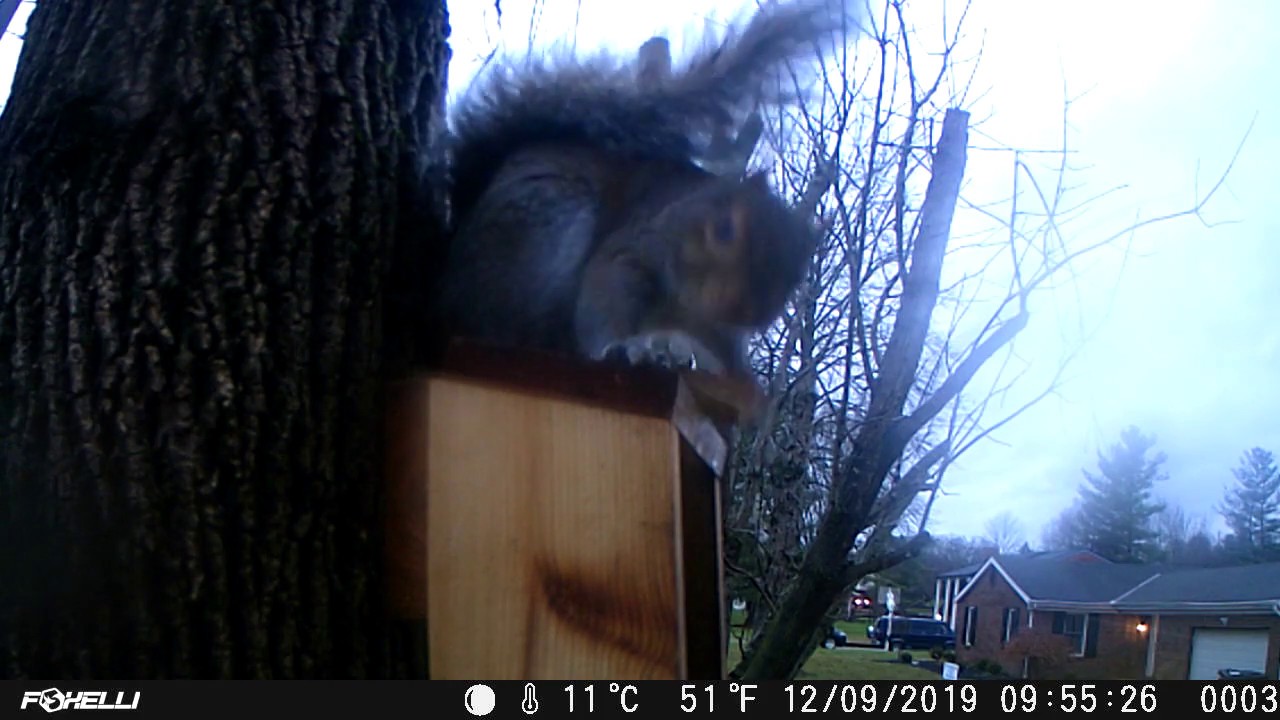 Squirrel Feeder Trail Cam ( Winter ) YouTube