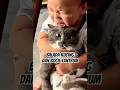 Alasan kenapa kucing manut sama bocil tantrum 🤣😹👶 #kucinglucu #kucing