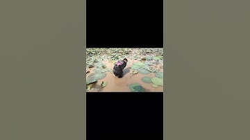 Thử Thách Thả Lưới - Bắt Được Cá Gì Nướng Ăn Luôn Tại Chỗ.