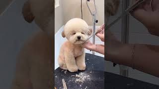 WORLD MOST CUTEST CAVAPOO GROOMING  #cavapoo #dog #puppy #dogbreed #shortsvideo