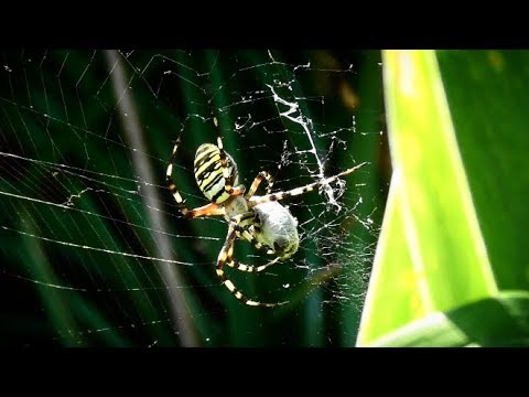 Video: Is argiope pulchella giftig?