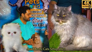 Asad Brohi Cats Setup | Picky face Cat Persian punch face Cat | أنواع مختلفة من القطط