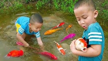 Em ổi đuổi bắt cá vàng to và tinh nghịch dễ thương thật hài hước #cávàng #concá #fishing #bắtcávàng