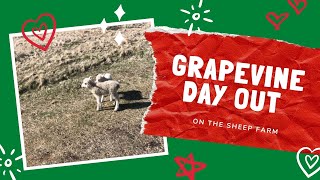 Grapevine Day Out: A Sheep Farm In Lambing Season