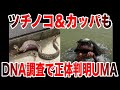 【睡眠用】】政府系企業が調査したツチノコや日本軍が発見したカッパも！DNA調査し正体が判明したUMAたち【ゆっくり解説】【総集編】