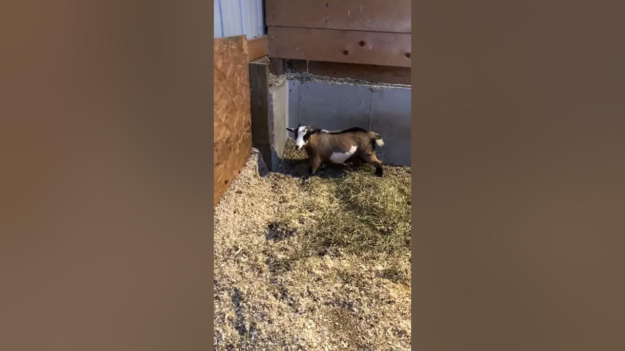 Sick Goat - suspected meningeal worm - YouTube