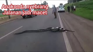 Ular terbesar di dunia Anaconda raksasa melintas di jalan raya