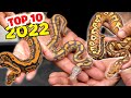 Los top 10 Serpientes de 2023
