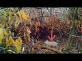 Hinge-cutting for Grouse and Rabbits