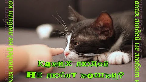 Каких людей НЕ любят кошки  Cats don't like people like that