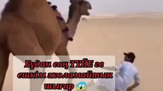 Түйелер Ашуланса...😱😱😱