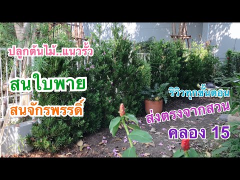 รีวิวขั้นตอนปลูก ไม้ริมรั้ว สนใบพาย สนจักรพรรดิ์ ไม้แนวรั่ว สวยหรู ดูแพง จากสวน แหล่งต้นไม้ คลอง15