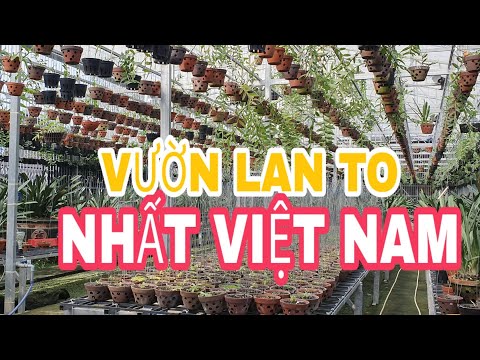 Vườn lan to nhất Việt Nam của đại gia Nguyễn Tấn Sơn