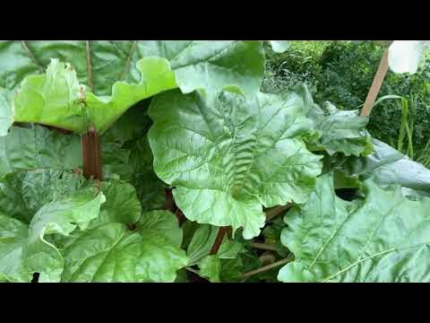 FOOD FOREST Plant Profile: Rhubarb in a Fruit Tree Guild - YouTube