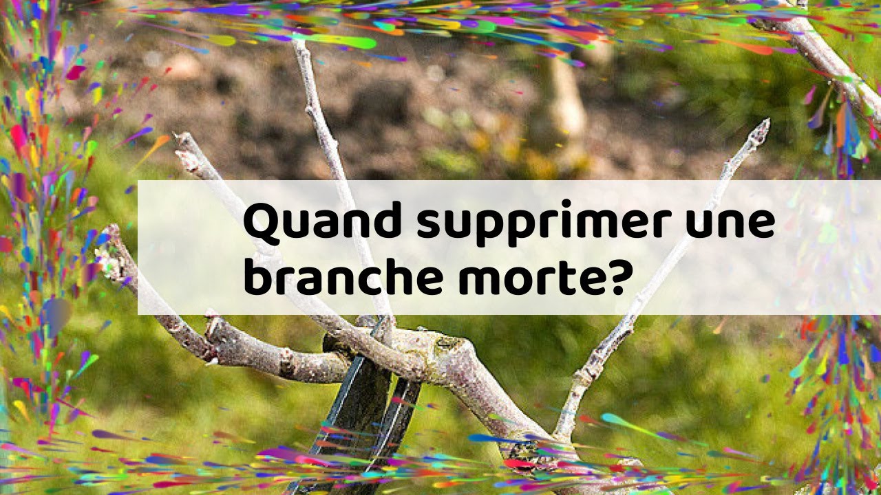 Quand supprimer une branche morte? - YouTube
