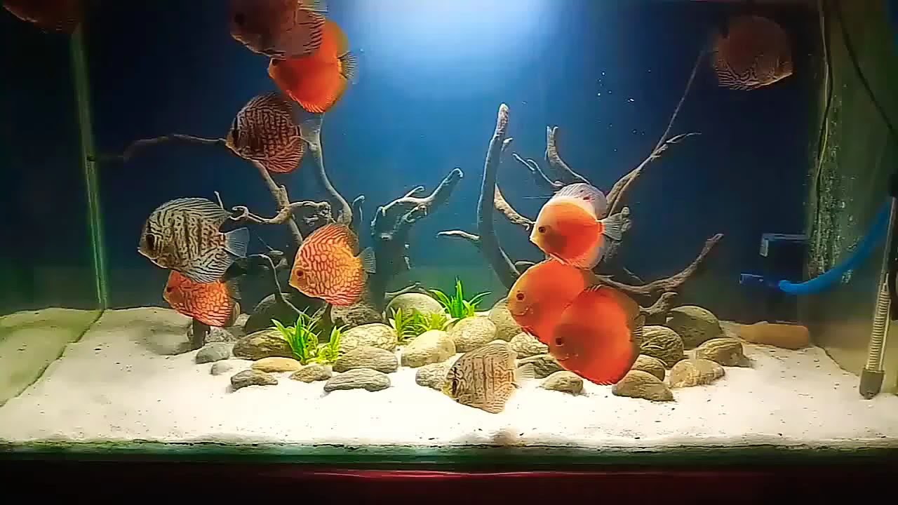 Discus Fish Tank 1 YouTube