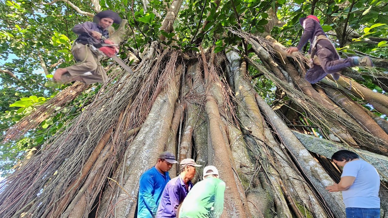 Cưa Cây Xanh,To Khủng, Tàn Khủng Lồ, Um Tùm, Trên Nóc Nhà Dây Điện, Cưa Kỹ Thuật,190