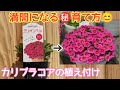 『カリブラコア』満開になる㊙育て方と植え付け#ガーデニング