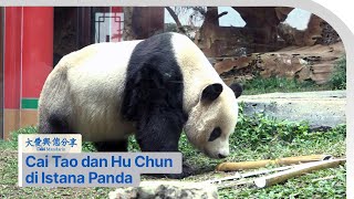 Mengunjungi Cai Tao dan Hu Chun di Istana Panda | DAAI Mandarin 大愛與您分享