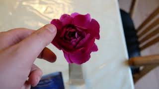 First Look At Laudatio Rose  (Timeless Purple)