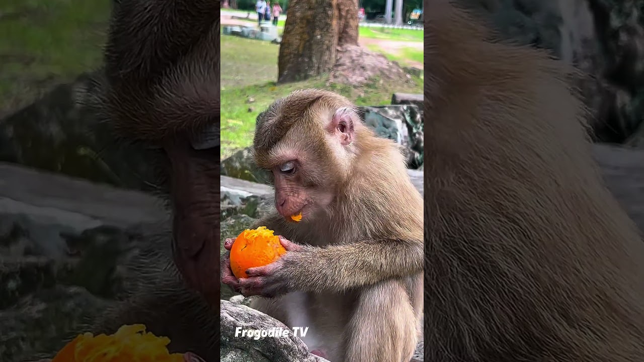 Friendly baby monkey grab the sweet orange 🍊 and say thank you 