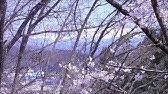 ショパン 別れの曲 ホセ カレーラス Youtube